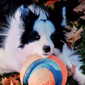 Meet your Posher, Betsy